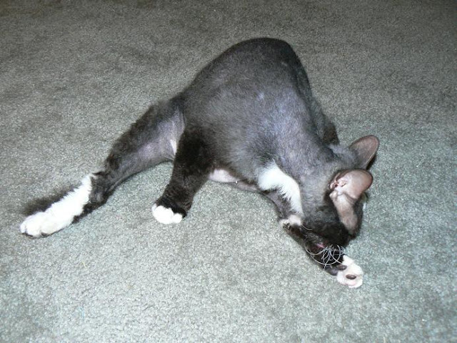 http://lh4.ggpht.com/irusikny/R4o--vTX1bI/AAAAAAAAAGs/rpFndi8fEwo/s640/balerina.jpg