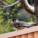 Red Wattlebird
