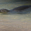 Hawaiian monk seal
