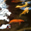 Koi fish