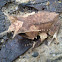 Malayan Horned Frog