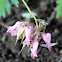 Bleeding Heart