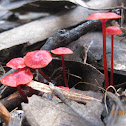 mycena viscidocruenta
