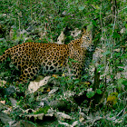 Leopard
