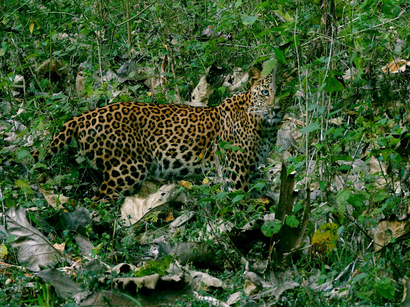 Spotting Image 1