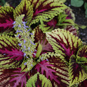 Kong Rose [Coleus]