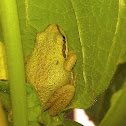 Pacific tree frog