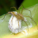 lynx spider (with egg sac)