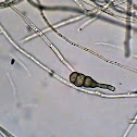 Mold