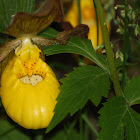Lady's Slipper