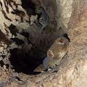 Tokay Gecko