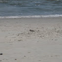 Sanderling