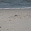 Sanderling