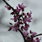Redbud