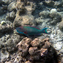 Two-Color Parrotfish