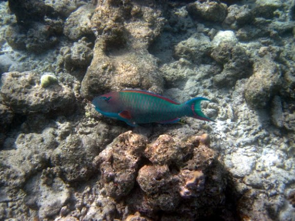 Spotting Image 1