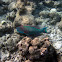 Two-Color Parrotfish