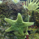 Estrella de capitán