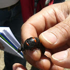 Red-striped oil beetle