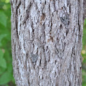Black Walnut