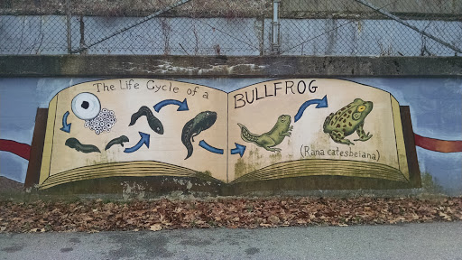Life Cycle Of A Bullfrog