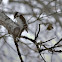 Downy Woodpecker