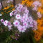Phlox and Black Eyed Susans
