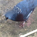 Victoria Crowned Pigeon