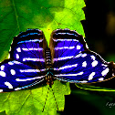Mariposa Azul Real