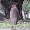 Malayan Night-Heron