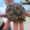 radiated tortoise
