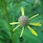 Grey-Headed Coneflower