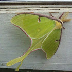 Luna Moth