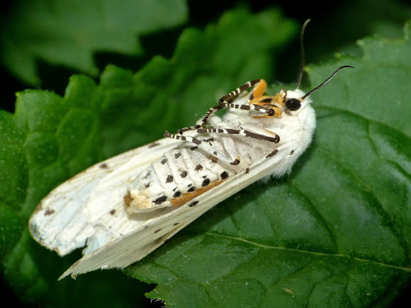 Spotting Image 1