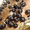 Brazilian grape Tree - Jabuticaba (Part 2)