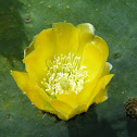 Prickly Pear