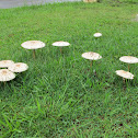 Mushroom