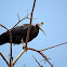 Red-naped Ibis