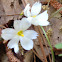 White Blue-eyed Grass