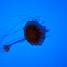 Compass Jelly