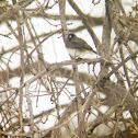 Dark-eyed Junco