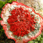 Christmas wreath lichen