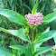 Common MilkWeed