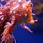 Sargassum Fish