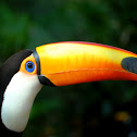 Toco Toucan