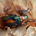 Glossy Shield Bug
