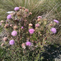 Scabiosa maritima L.