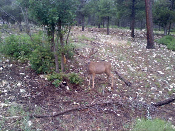 Spotting Image 1