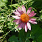 Purple Coneflower