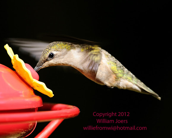 Spotting Image 1